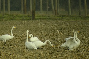 Cygnes chanteurs - Photo Christian Frauli