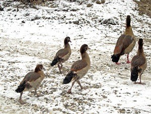 Une ouette d'Egypte et ses poussins en conditions hivernales - Photo Jean-Marc Bronner