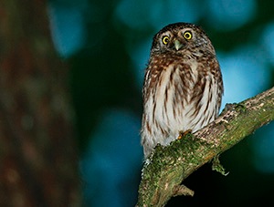 Une chevêchette adulte dans son milieu naturel - Photo Yves Muller