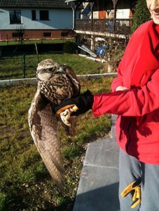 Beryl Roth lors du relâcher - Photo prise par le découvreur de l'oiseau