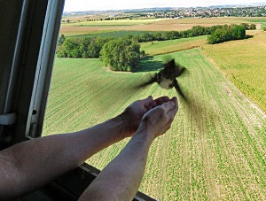 L'oiseau prend son envol pour la première fois ! - Photo Camille Fahrner