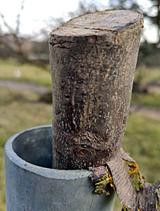 Une simple branche peut suffire - photo Jean-Marie Risse