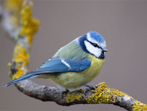 Mésange bleue - Photo M.Helfter