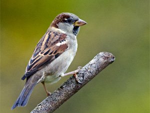 Moineau domestique - Photo N.Buhrel