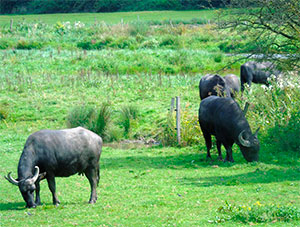 Buffles d'eau (photo Eric Brunissen)