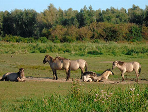 Chevaux Pjrevalski (photo Eric Brunissen)