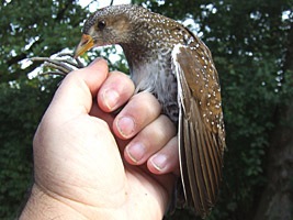 Baguage d'une marouette ponctuée - Photo Paul Koenig