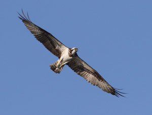 Balbuzard pêcheur (photo Jean-Michel Bronner)