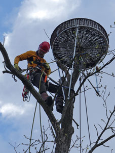 Mise en place d'une plateforme par Daniel Schmitt (photo NABU)