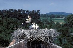 Cigogne blanche - Photo Yves Muller