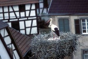 Cigogne blanche - Photo Yves Muller