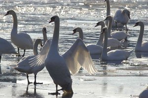 Cygnes tuberculés - Photo Fabrice Roubert