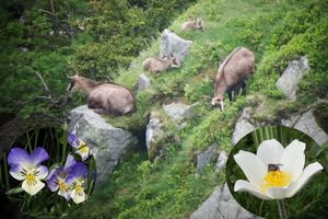 Pensées, Anémone Pulsatille blanche et chamois - Photo Brigitte Franiatte