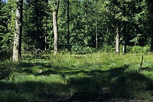 Massif forestier de Haguenau, secteur de Hatten - Photo Jean-Marc Bronner