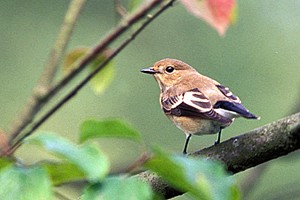 Gobe-mouche noir - Photo Nicolas Buhrel