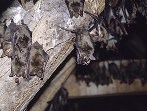 De nombreuses personnes craignent les chauves-souris, pourtant inoffensives - Photo Eric Buchel