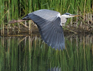 Vol typique du héron - Photo Pierre Matzke