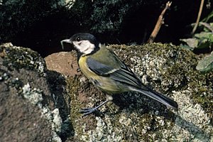 Mésange charbonnière - Photo Jean-Marc Bronner