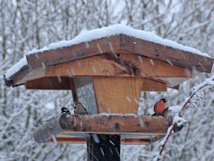 Nourrir oui, mais seulement en hiver ! - Photo Cathy Zell