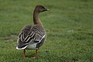 Oie des moissons (ssp. rossicus) - Photo Jean-Marc Bronner