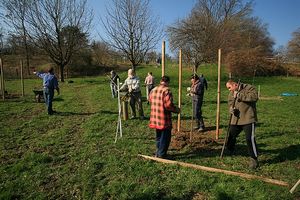 Plantation d’arbres fruitiers haute-tige – Photo Georges Herzog