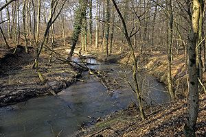 Massif forestier de Haguenau : la Sauer dans le  secteur de Betschdorf - Photo Jean-Marc Bronner