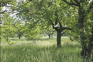 Verger et prairie fleurie - Photo LPO Alsace