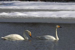 Cygnes chanteurs - Photo Fabrice Roubert