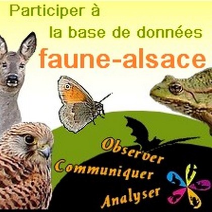 faune-alsace