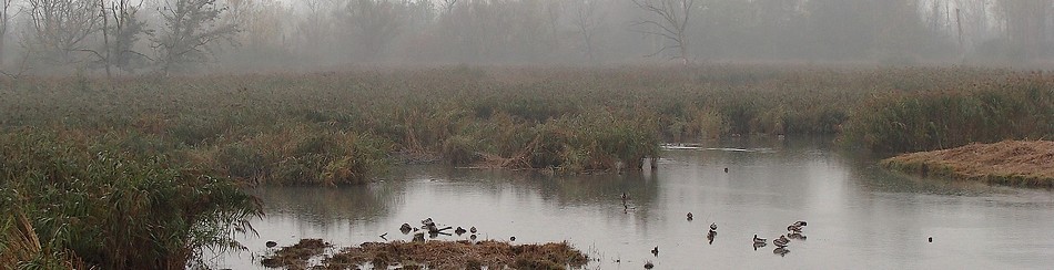 La roselière des Rohrmatten - Photo de Brigitte Franiatte