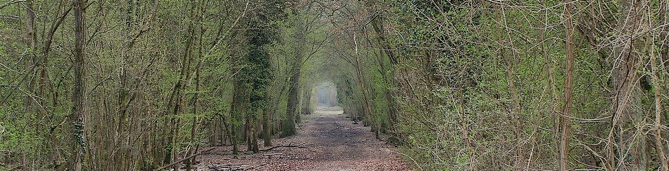 Forêt de la Sommerley - Photo de Brigitte Franiatte