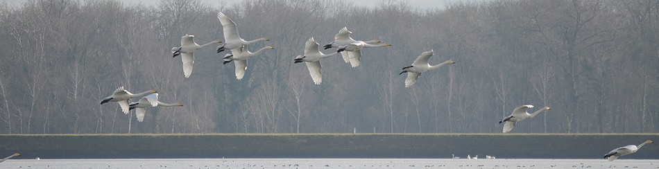 Cygne chanteur - Photo de Christian Frauli