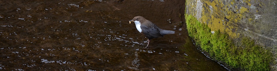 Cincle plongeur - Photo de Christian Frauli