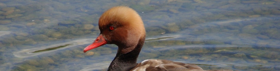 Nette rousse - Photo de Brigitte Franiatte